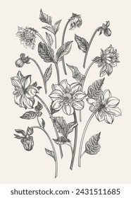 Vertical composition with dahlia flowers. Various parts of the plant. Vector botanical illustration. Black and white.