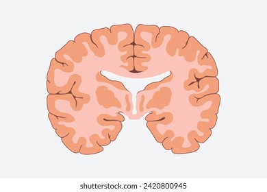 vertical cross sections through cerebrum. cross section of human brain. eps 10