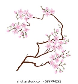 Vertical curved branch of cherry blossoms. Realistic vector illustration on isolated background.