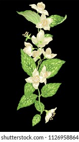 Vertical design element with jasmine flowers and leaves on the branches in realistic vector graphic illustration