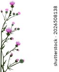 Vertical frame made of thistle flowers. Frame, invitation template. Isolated on a white background.