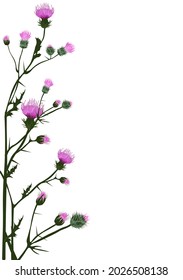 Vertical frame made of thistle flowers. Frame, invitation template. Isolated on a white background.