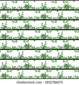 Vertical garden vector stripes pattern. On a white background. With indoor plants catus, succulent, monstera obliqua, chines money plant.