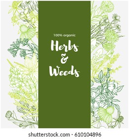 Vertical green banner with color medicinal herbs and flowers on white background, vintage sketch, vector illustration,  echinacea, clover, dandelion, st john's wort, plantain, dog rose and valeriana