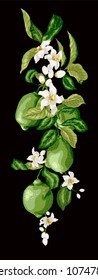 Vertical line of citrus green lime branch with fruits, leaves and flowers on the black background in graphic drawing