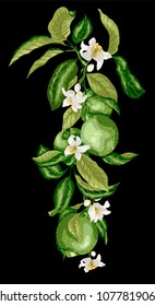 Vertical line of citrus green lime branch with fruits, leaves and flowers on the black background in graphic drawing