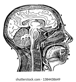 Vertical Middle Section Of Head And Neck Showing The Opening Through The Eustachian Tube, Vintage Line Drawing Or Engraving Illustration.