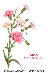 Vertical Mother's Day, Victory Day card with carnation: white, light, pink, flowers, twigs, white background. Templates for design, vintage botanical illustration in watercolor style, vector