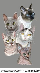 Vertical postcard with portraits of cats breeds (Egyptian Mau, Russian Blue, Sphynx ,Thai cats) isolated on grey background. Vector colorful illustration.
