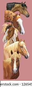 Vertical postcard with portraits of horses breeds (Russian Heavy Draft Horse; Byelorussian Harness Horse; Welsh Pony, Pinto Horse) isolated on pink background. Vector colorful illustration.