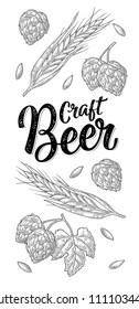 Vertical poster with ears of barley, leaves and cones of hops. Craft Beer handwriting calligraphic lettering. Vector vintage black engraving illustration. Isolated on white background.