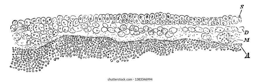 Vertical section of area pellucida and area opaca (left extremity of figure) of blastoderm of a fresh laid egg (unincubated), vintage line drawing or engraving illustration.