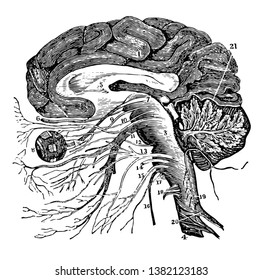 A vertical section of the cerebrum cerebellum and the medulla oblongata showing the relation of the cranial nerves at their origin, vintage line drawing or engraving illustration.