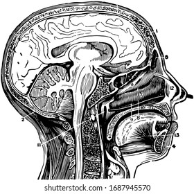 A Vertical Section Of The Head And Neck Through The Mesial Line In Order To Show The Opening Of The Eustachian Tube, Vintage Line Drawing Or Engraving Illustration.