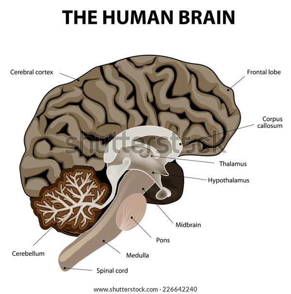 Vertical Section Human Brain Showing Medulla Stock Vector (Royalty Free ...