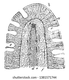 Una sección vertical de un villus intestinal de un gato tiene un borde basal estriado del epitelio, dibujo vintage o ilustración de grabado.
