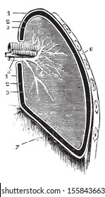 Vertical section of the lung and pleura (schematic figure), vintage engraved illustration. Usual Medicine Dictionary by Dr Labarthe - 1885.