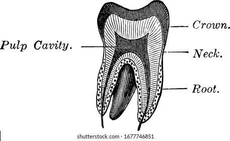 Sección vertical de un molar, los dientes molares son dientes grandes y planos situados en la parte posterior de la boca, dibujo vintage o ilustración grabadora.