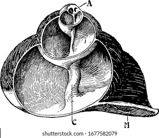 Vertical section of the shell of a species of Helix, showing, M, Mouth of shell; A, apex and C, columella, vintage line drawing or engraving illustration.