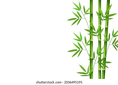 Vertical stems of green realistic bamboo with branches and leaves.Isolated fresh plants on a white background.