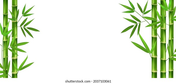 Vertical stems of green realistic bamboo with branches and leaves.Isolated fresh plants on a white background.