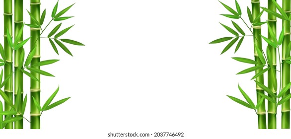 Vertical stems of green realistic bamboo with branches and leaves.Isolated fresh plants on a white background.