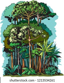 Vertical stratification of Rainforest along with vegetation height. Herb layer, immature layer, understory, canopy and emergent layers.