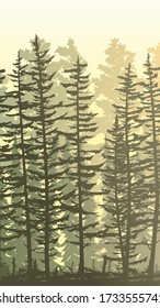 Vertical sunny illustration view from thicket coniferous forest with trunks of fir trees and treetops.