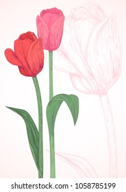 Vertical template card for design with tulips: red, pink flowers, green leaves, stems, white background with outline tulip. Hand draw botanical sketch illustration, vintage, vector, copy space
