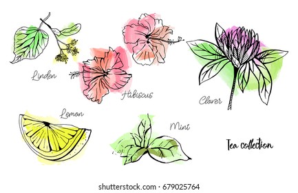 Vertical vector set of hand drawn tea collection. Clover, hibiscus, lemon, mint, linden. An idea for design, invitation, save the date card.