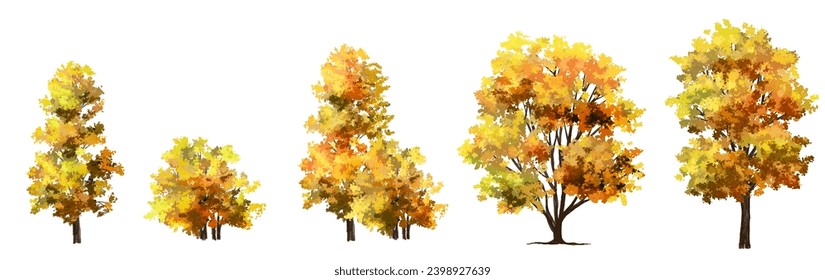 Vertor conjunto de árbol de otoño, vista lateral de las plantas para la elevación y sección del paisaje, diseño de concepto de entorno ecológico, ilustración de árbol de ginkgo acuarela, colorido
 temporada