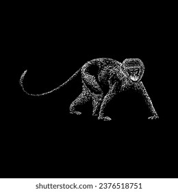 vervet monkey hand drawing vector isolated on black background.