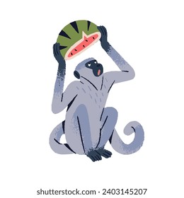 Vervet monkey staring looking on fruit. Puzzled primate holds watermelon above head. Emotional jungle animal, cute simian, funny rainforest inhabitant. Flat isolated vector illustration on white