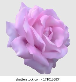 sehr attraktive violette Rose Vektorillustration. echte Vektorillustration von Rosen.
