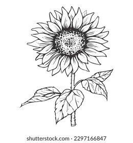 The very beautiful black and white sunflower vector  or line art