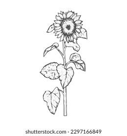 The very beautiful black and white sunflower vector  or line art