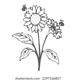 The very beautiful black and white sunflower vector  or line art