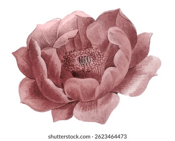 uma flor de peônia muito bonita e encantadora
