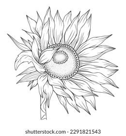 The very beautiful eye-catching HD sunflower