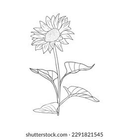 The very beautiful eye-catching HD sunflower
