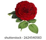 a very beautiful and gorgeous red rose