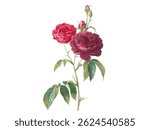 a very beautiful and gorgeous red rose