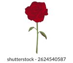 a very beautiful and gorgeous red rose