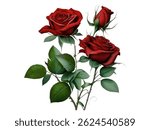 a very beautiful and gorgeous red rose