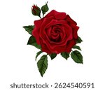a very beautiful and gorgeous red rose