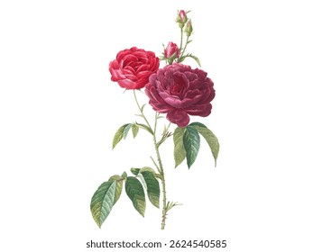 a very beautiful and gorgeous red rose