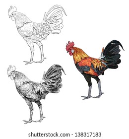 The very beautiful native species cock of Thailand