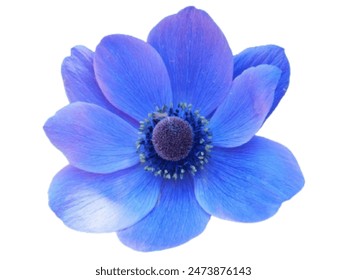 Very beautiful purple flower vector