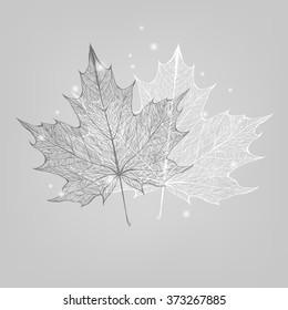 Very beautiful skeleton of maple leaf. Two maple leaves. Isolated vector illustration for your card, invitation and other decor design.