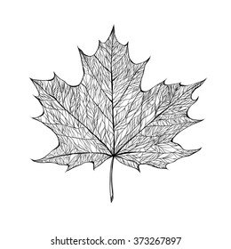 Very beautiful skeleton of maple leaf. Isolated vector illustration for your card, invitation and other decor design.